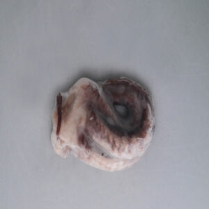 Oktopus-Tentakel Kalorogiannis