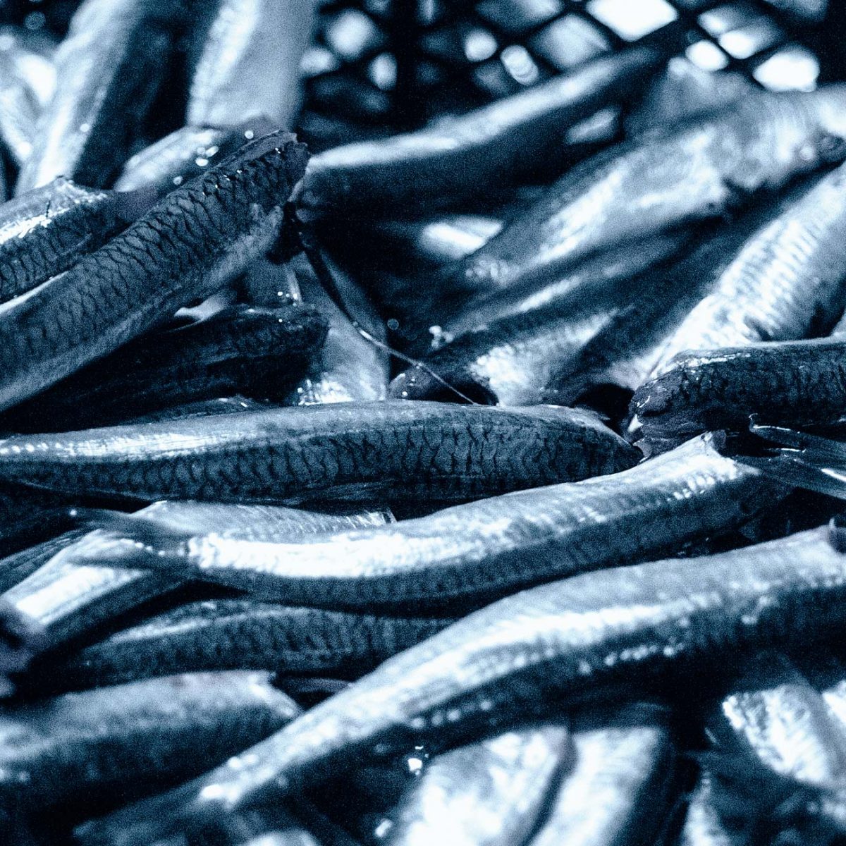 Griechische Anchovies, ohne Kopf und ausgenommen 1kg