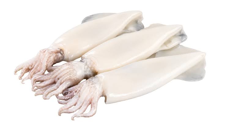 Calamari U5 mit Kopf